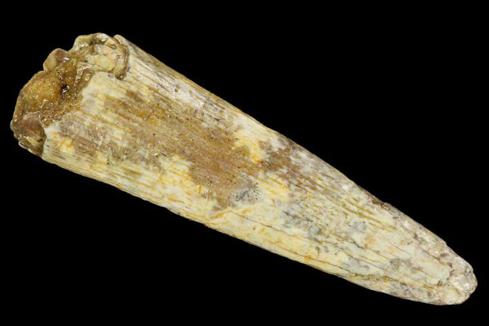 Bargain, Fossil Pterosaur (Siroccopteryx) Tooth - Morocco #127693